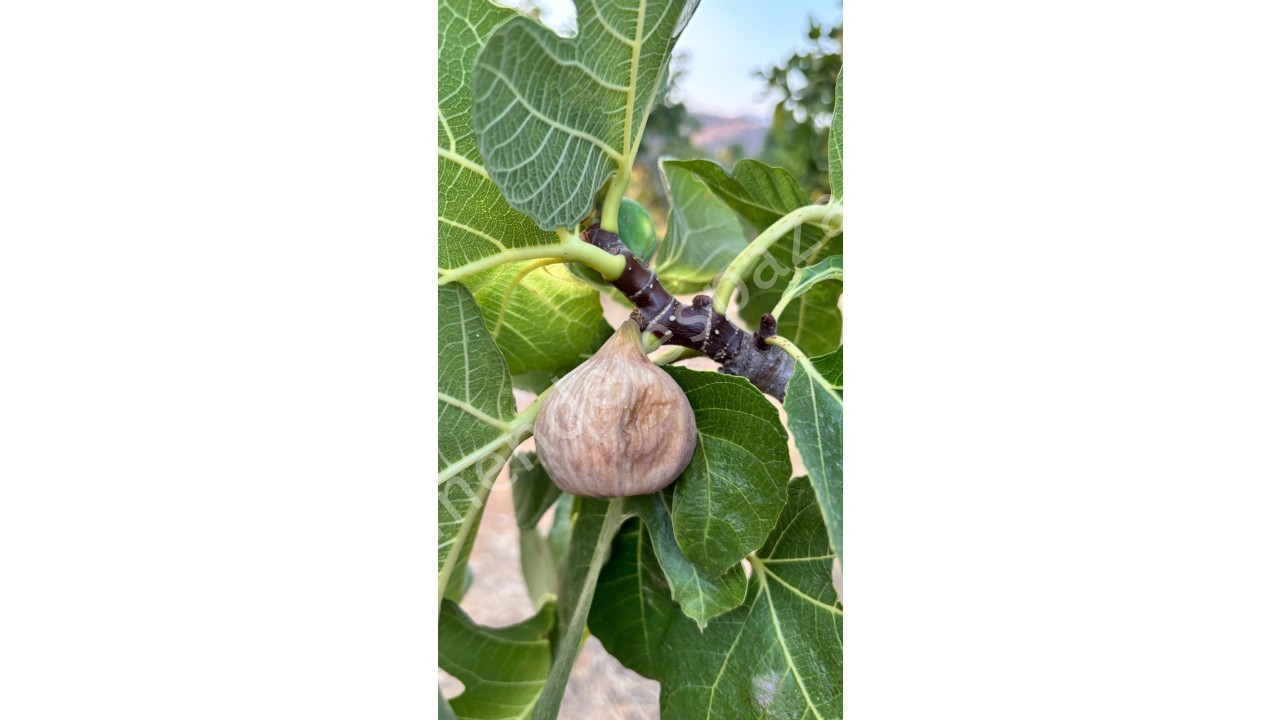 Doğal dağ inciri